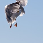 353Vingspel