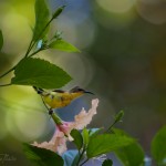 357kolibrin