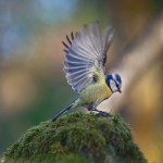 382Bluewing