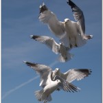 398Flygkvartetten