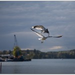 408FlyguppvisningIHamnen