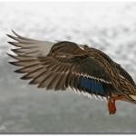 438FlygandeKvackflicka