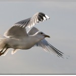 445FlygandeMasIgen