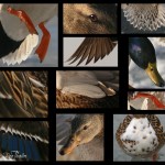 450Kvackcollage