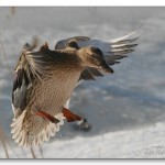 453KvackflickaHamnen