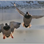 455KvackhannarFlygande