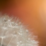 469Softness