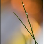479Simplicity