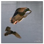 491KvackhanneEfterspegel