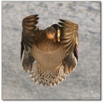 492Kvackflicka