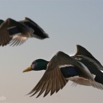 494FlygandeKvackpojkar