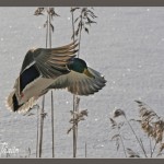 495FlygandeKvackpojke
