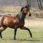 HastSpringande