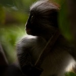 RedbackMonkey
