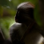 RedbackMonkey1x