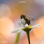 Bumble Bee