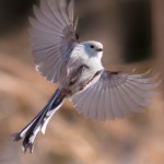 flykten