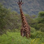 giraff