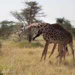 giraffbrak1
