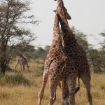 giraffbrak2