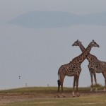 giraffer