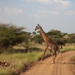 giraffimorgonljus