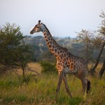 giraffkvallsol