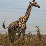 giraffmonster