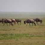 gnuer