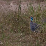 guineaFowl