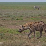 hyena