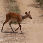 impala