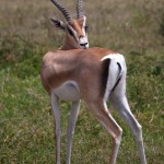 kratern_antilop