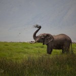 kratern_elefant