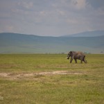 kratern_elefant1