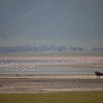 kratern_flamingos