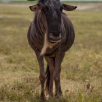 kratern_gnu