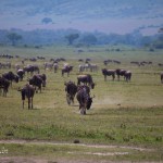 kratern_gnuer