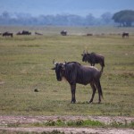 kratern_gnuer1