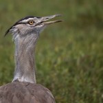 kratern_koriBustard