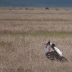 kratern_koriBustard1