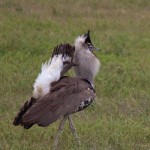 kratern_koriBustard2