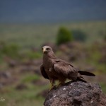 kratern_orn1
