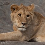 lejon