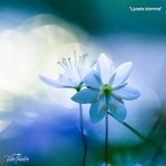 Ljusets blomma
