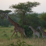 mammagiraffbebisar