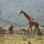 masajgiraffer