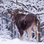 The Elk