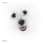 The Face