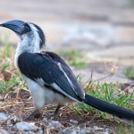 vonderdeckensHornbill